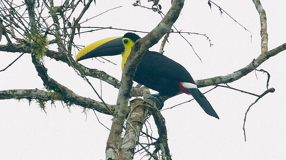Choco Toucan (Ramphastos brevis)