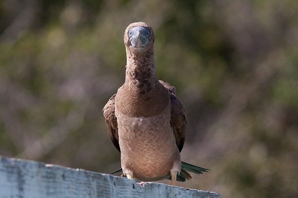 Brown Booby (Sula leucogaster)