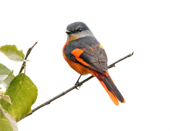 Grey-chinned minivet (Pericrocotus solaris)
