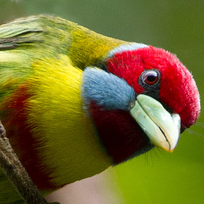 Versicoloured Barbet (Eubucco versicolor)