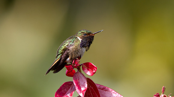Volcano Hummingbird (Selasphorus flammula) Male
