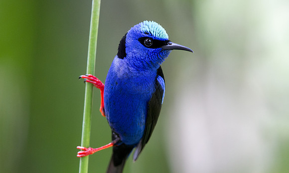 Red-legged Honeycreeper (Cyanerpes cyaneus) Male