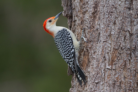 Red-bellied Woodpecker (Melanerpes carolinus) Male