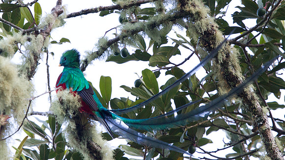 Resplendent Quetzal (Pharomachrus mocinno) Male