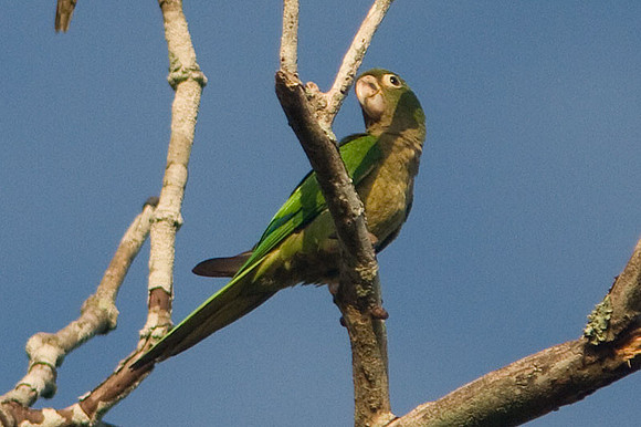 Olive-throated Parakeet (Aratinga nana)