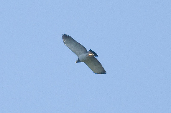 Barred Hawk (Leucopternis princeps)