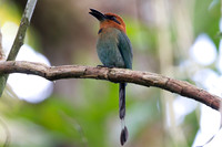 Broad-billed Motmot (Electron platyrhynchum)