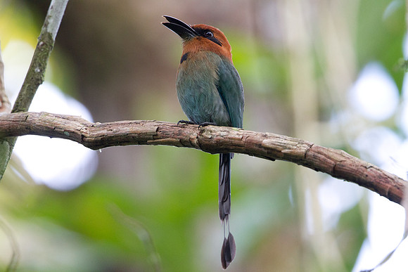 Broad-billed Motmot (Electron platyrhynchum)