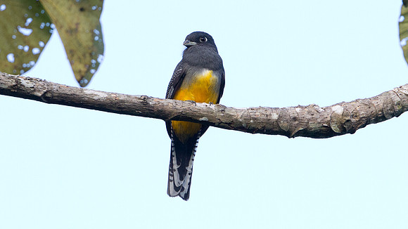 Violaceous Trogon (Trogon violaceus) Female