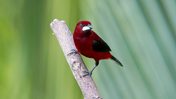 Crimson-backed Tanager (Ramphocelus dimidiatus) Male