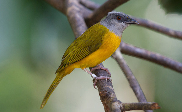 Gray-headed Tanager (Eucometis penicillata)