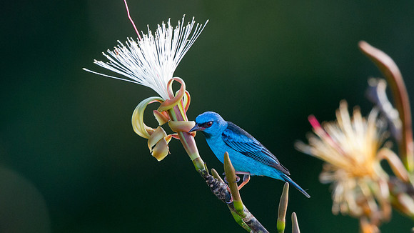 Blue Dacnis (Dacnis cayana) Male