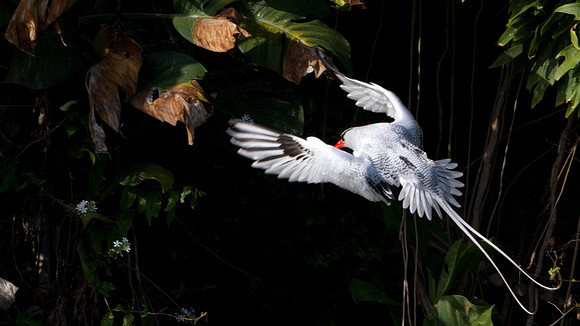 Red-billed Tropicbird (Phaethon aethereus)