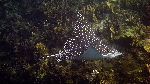 Spotted Eagle Ray (Aetobatus narinari)