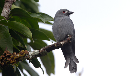 Ashy Drongo (Dicrurus leucophaeus)