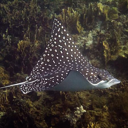 Spotted Eagle Ray (Aetobatus narinari)