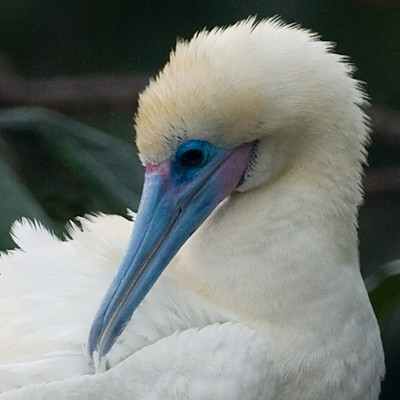 Red-footed Booby (Sula sula)