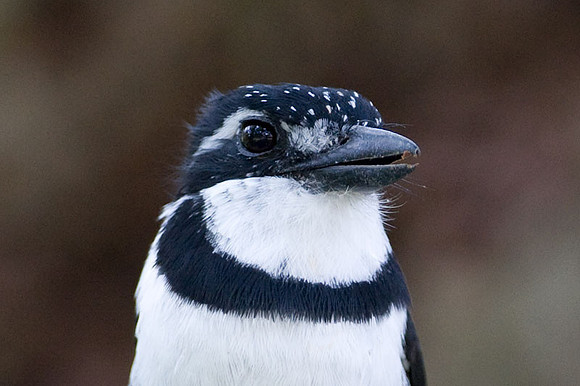 Pied Puffbird (Notharchus tectus)