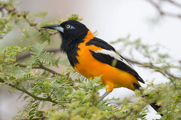 Venezuelan Troupial (Icteris icteris)