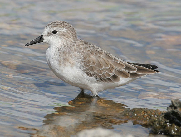 Least Sandpiper (Calidris minutilla)