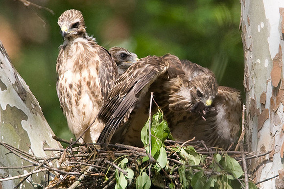 Red-shouldered Hawk (Buteo lineatus) juvenile