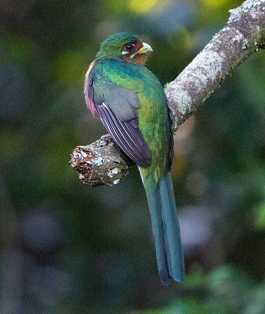 Narina Trogon (Apaloderma narina)