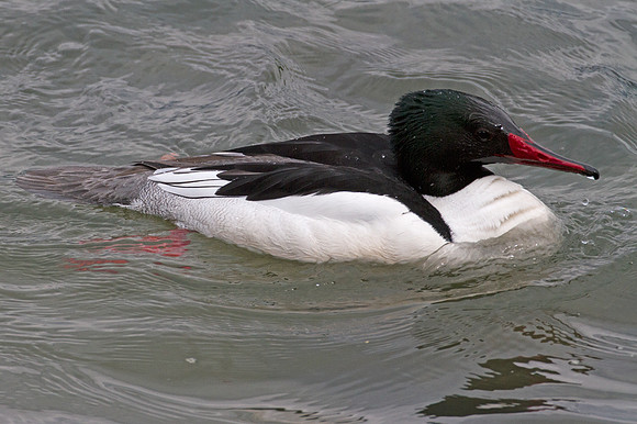 Common Merganser (Mergus merganser) also known as Goosander