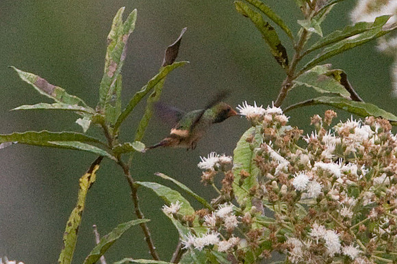 Rufous-Crested Coquette (Lophornis delattrei) female