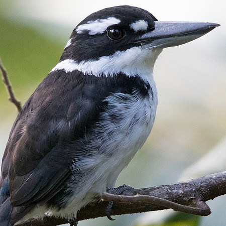 Sombre kingfisher (Todiramphus funebris)