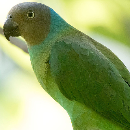 Red-cheeked parrot (Geoffroyus geoffroyi) Female