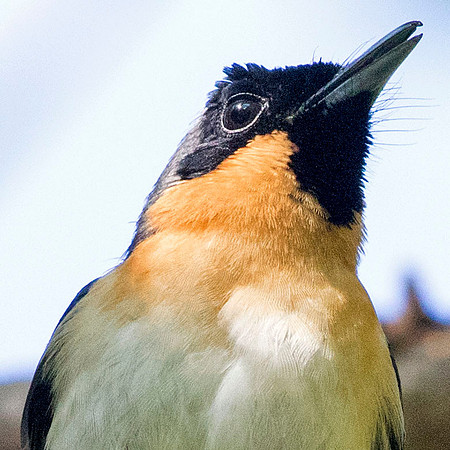 Spectacled monarch (Symposiachrus trivirgatus) Male
