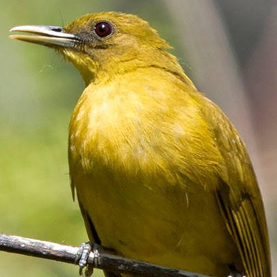 Halmahera Golden-Bulbul (Alophoixus chloris)