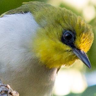 Black-ringed white-eye (Zosterops anomalus)
