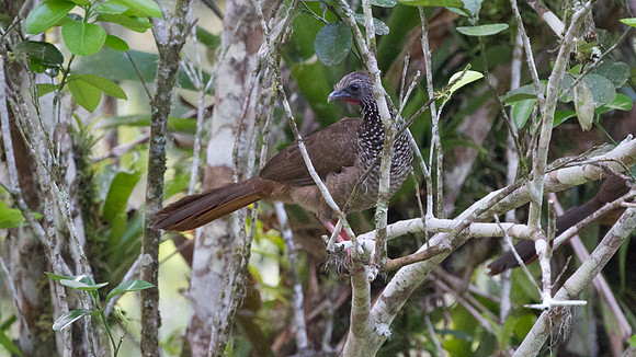 Speckled Chachalaca (Ortalis guttata)