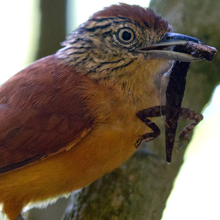 Barred Antshrike (Thamnophilus doliatus eremnus) Female; Subspecies; endemic
