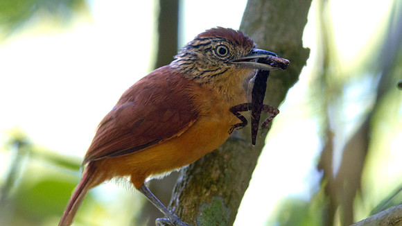 Barred Antshrike (Thamnophilus doliatus eremnus) Female; Subspecies; endemic