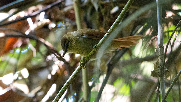 Coiba Spinetail (Cranioleuca vulpina dissita); Endemic