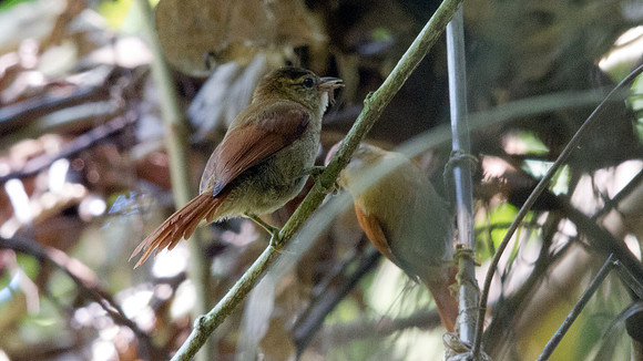 Coiba Spinetail (Cranioleuca vulpina dissita); Endemic