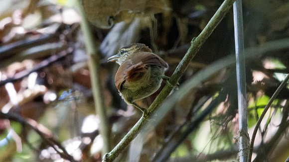Coiba Spinetail (Cranioleuca vulpina dissita); Endemic