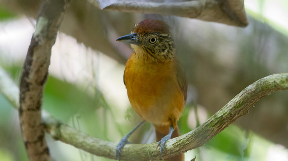 Barred Antshrike (Thamnophilus doliatus eremnus) Female; Subspecies; endemic