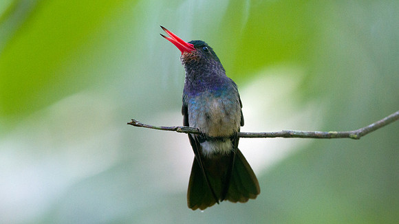 Blue-throated Goldentail (Hylocharis humboldtii)