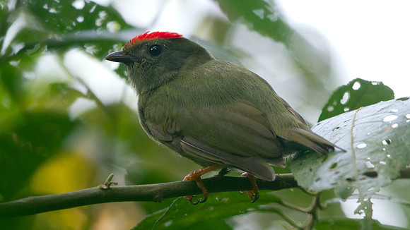 Lance-tailed Manakin (Chiroxiphia lanceolata) Female