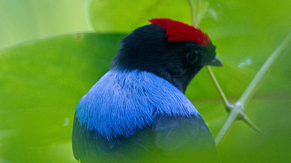Lance-tailed Manakin (Chiroxiphia lanceolata) Male