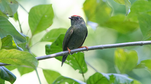 Lance-tailed Manakin (Chiroxiphia lanceolata) Female