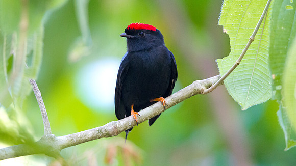 Lance-tailed Manakin (Chiroxiphia lanceolata) Male