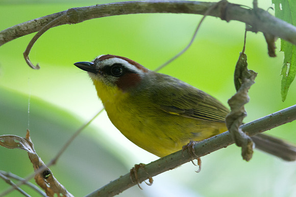 Rufous-capped Warbler (Basileuterus rufifrons actuosus); Subspecies