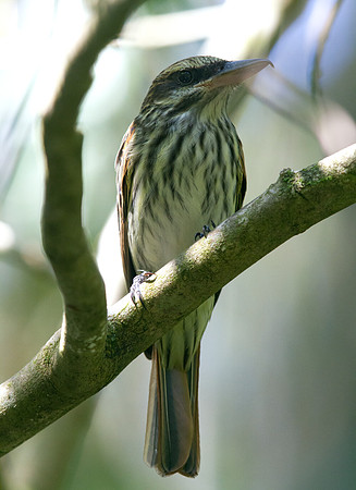 Streaked Flycatcher (Myiodynastes maculatus)