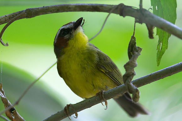 Rufous-capped Warbler (Basileuterus rufifrons actuosus); Subspecies