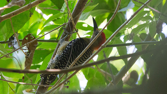 Red-crowned Woodpecker (Melanerpes rubricapillus subfusculus); Subspecies