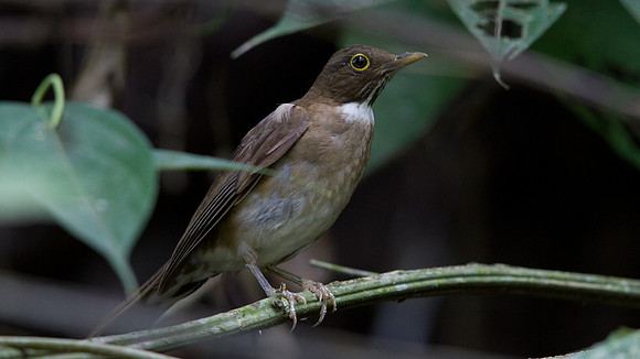 White-throated Thrush (Turdus assimilis coibensis); Subspecies